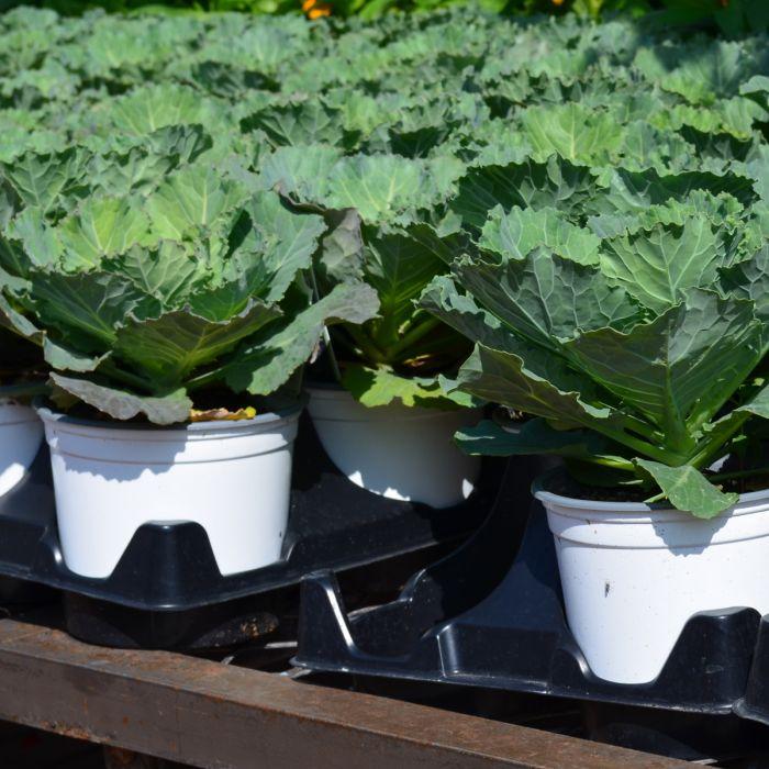 Cabbage 'songbird White' - View 9 from www redcrocus com