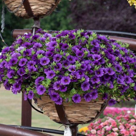 Calibrachoa 'cabaret Deep Blue' - View 10 from www redcrocus com