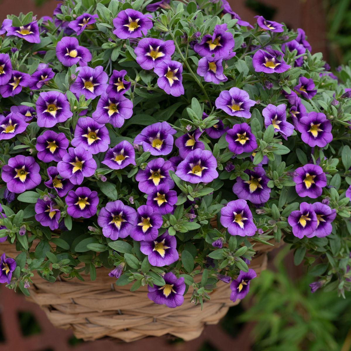 Calibrachoa 'cabaret Deep Blue' - View 12 from www redcrocus com