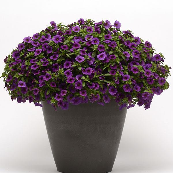 Calibrachoa 'cabaret Deep Blue' - View 2 from www redcrocus com
