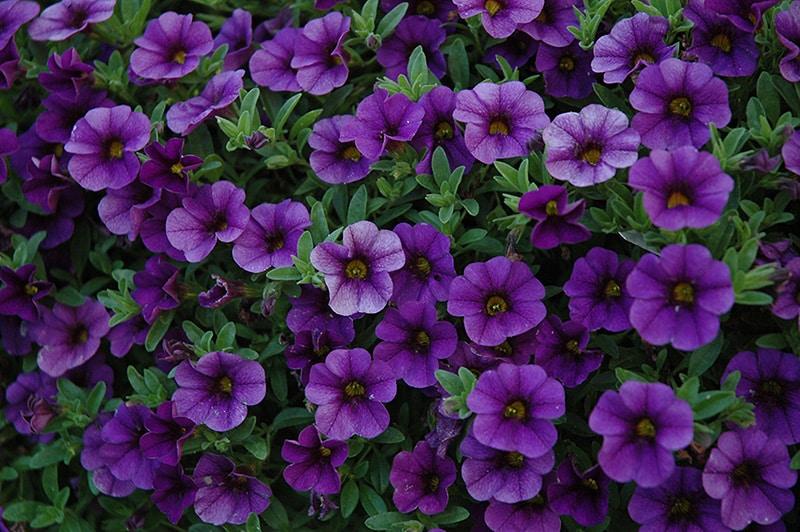 Calibrachoa 'cabaret Deep Blue' - View 4 from www redcrocus com