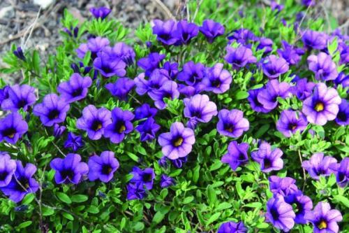 Calibrachoa 'cabaret Deep Blue' - View 5 from www redcrocus com