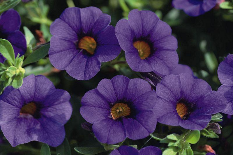 Calibrachoa 'cabaret Deep Blue' - View 7 from www redcrocus com