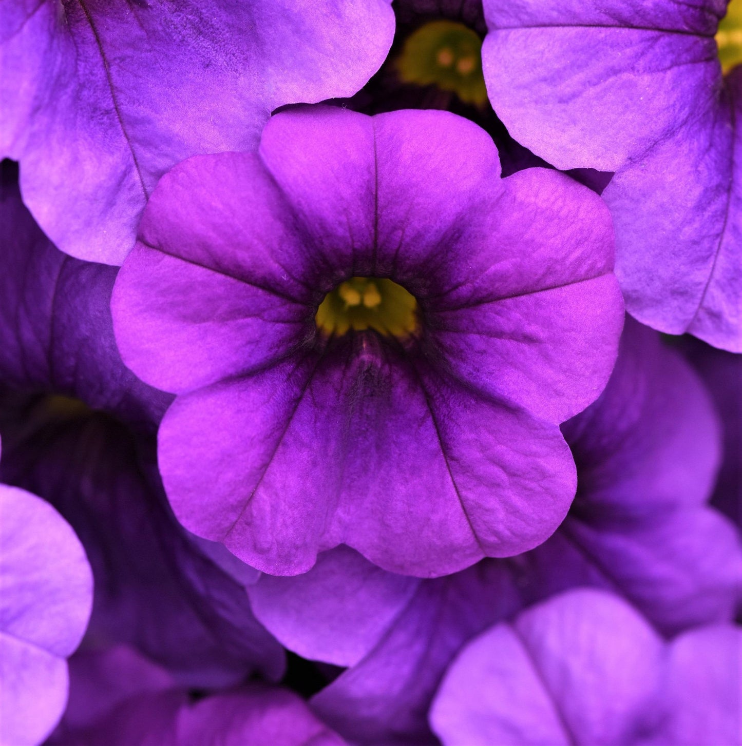 Calibrachoa 'cabaret Deep Blue' - View 8 from www redcrocus com