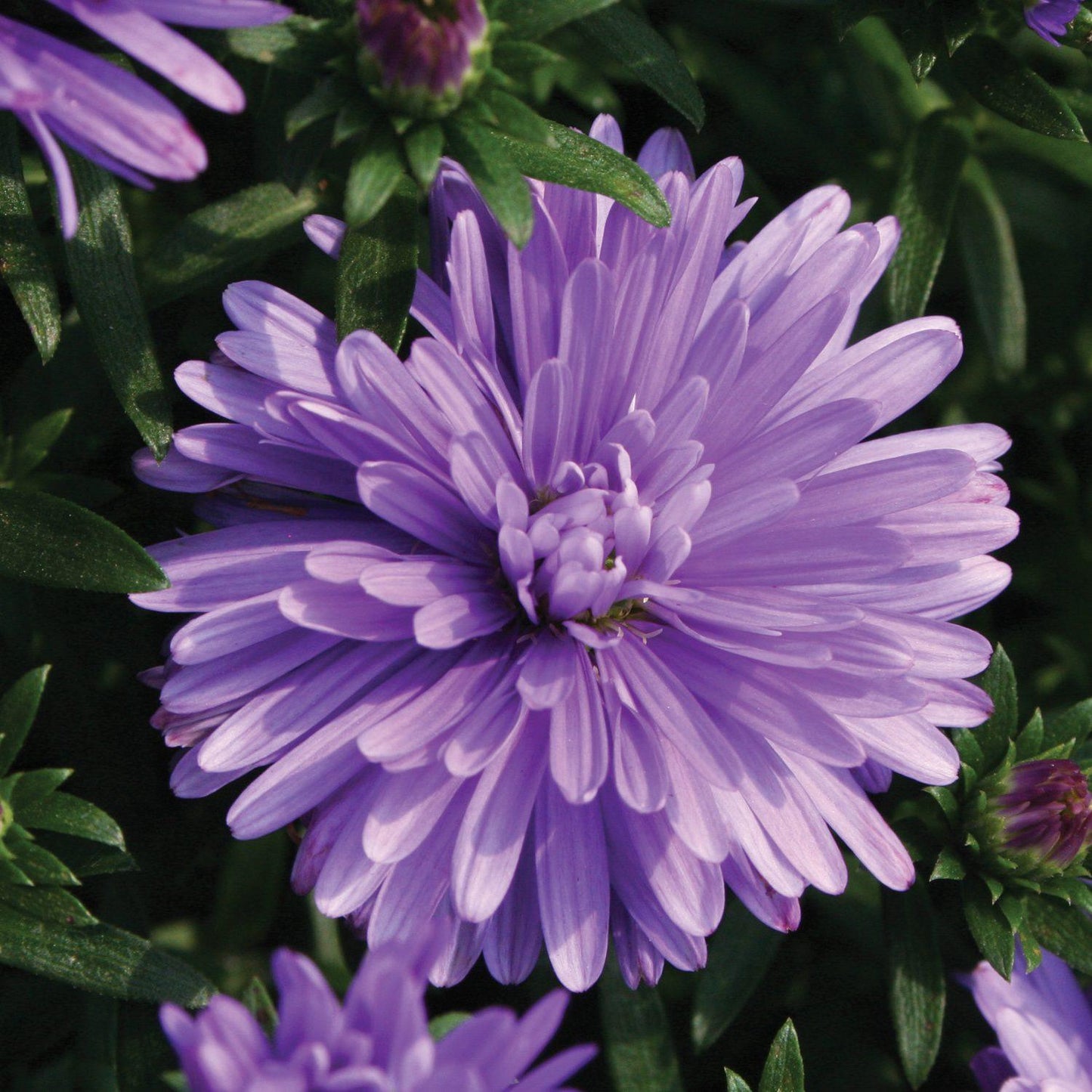 Aster Novi Belgii 'henry I Purple' - View 10 from www redcrocus com