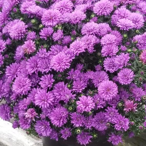Aster Novi Belgii 'henry I Purple' - View 12 from www redcrocus com