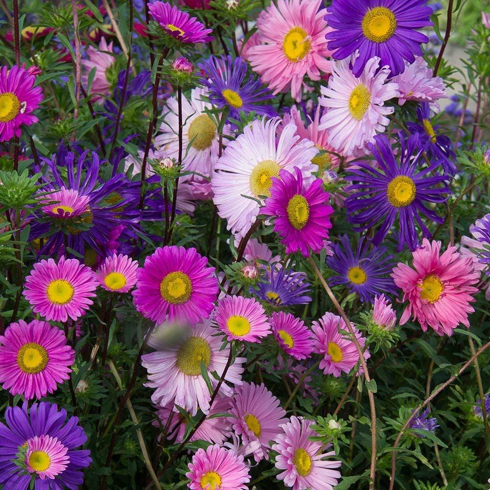 Aster Novi Belgii 'henry I Purple' - View 13 from www redcrocus com