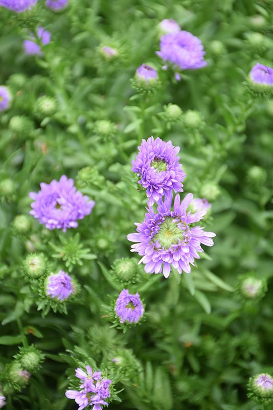 Aster Novi Belgii 'henry I Purple' - View 14 from www redcrocus com