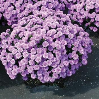 Aster Novi Belgii 'henry I Purple' - View 15 from www redcrocus com