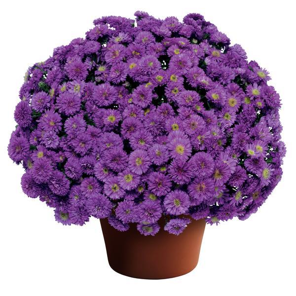 Aster Novi Belgii 'henry I Purple' - View 1 from www redcrocus com