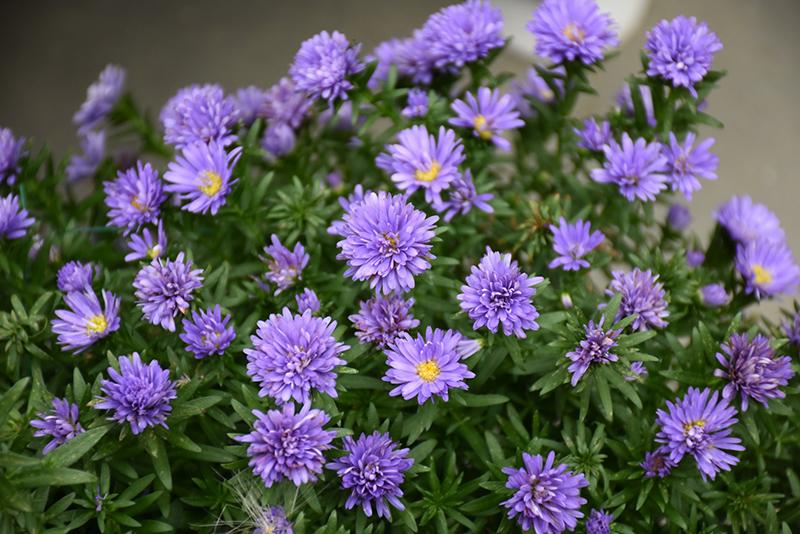 Aster Novi Belgii 'henry I Purple' - View 2 from www redcrocus com