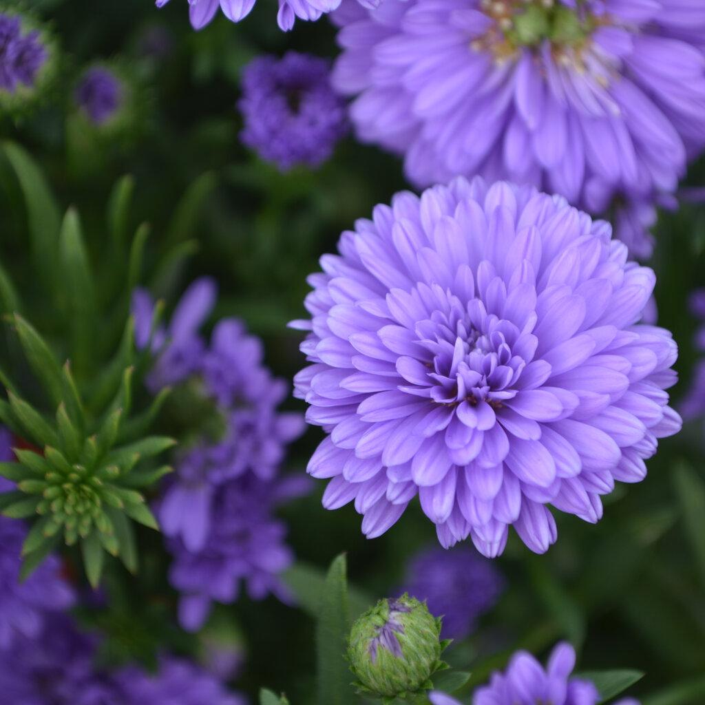 Aster Novi Belgii 'henry I Purple' - View 3 from www redcrocus com