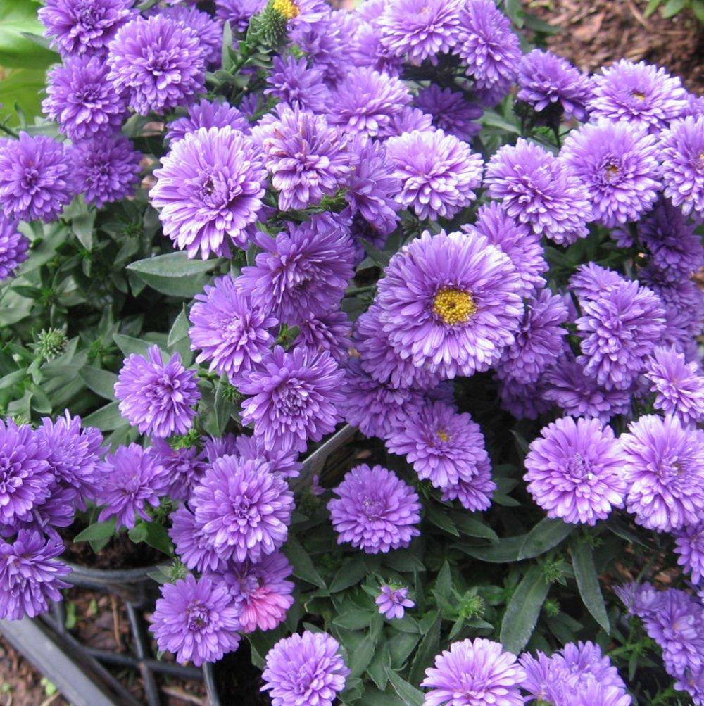 Aster Novi Belgii 'henry I Purple' - View 4 from www redcrocus com