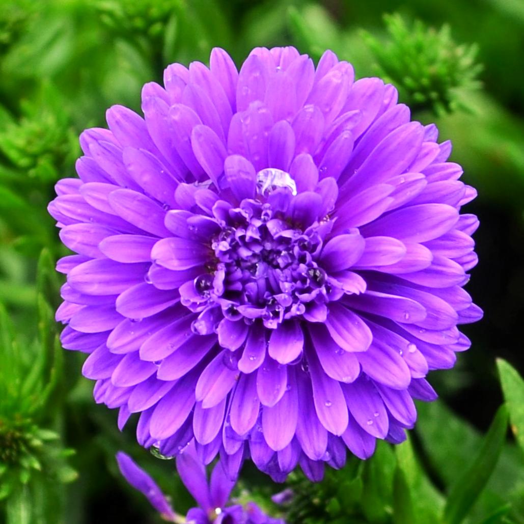Aster Novi Belgii 'henry I Purple' - View 7 from www redcrocus com