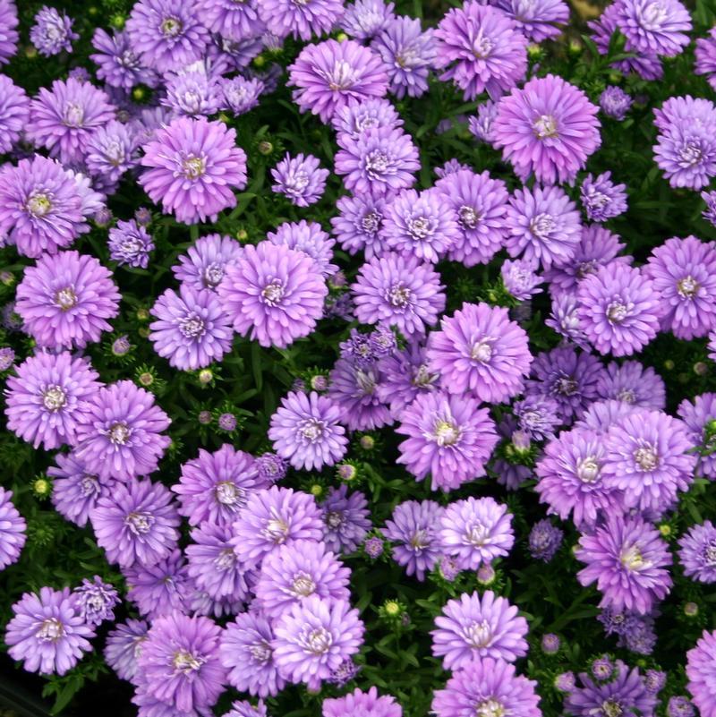 Aster Novi Belgii 'henry I Purple' - View 9 from www redcrocus com