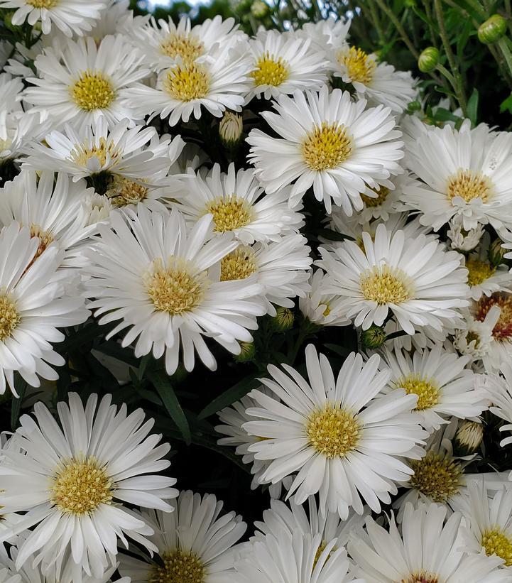 Aster Novi Belgii 'puff' - View 11 from www redcrocus com