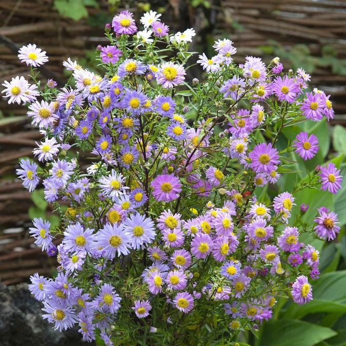 Aster Novi Belgii 'puff' - View 12 from www redcrocus com