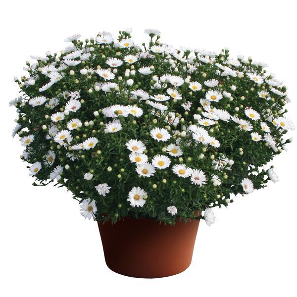 Aster Novi Belgii 'puff' - View 1 from www redcrocus com
