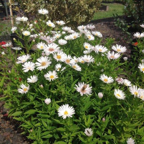 Aster Novi Belgii 'puff' - View 3 from www redcrocus com