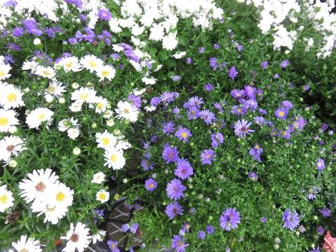 Aster Novi Belgii 'puff' - View 4 from www redcrocus com