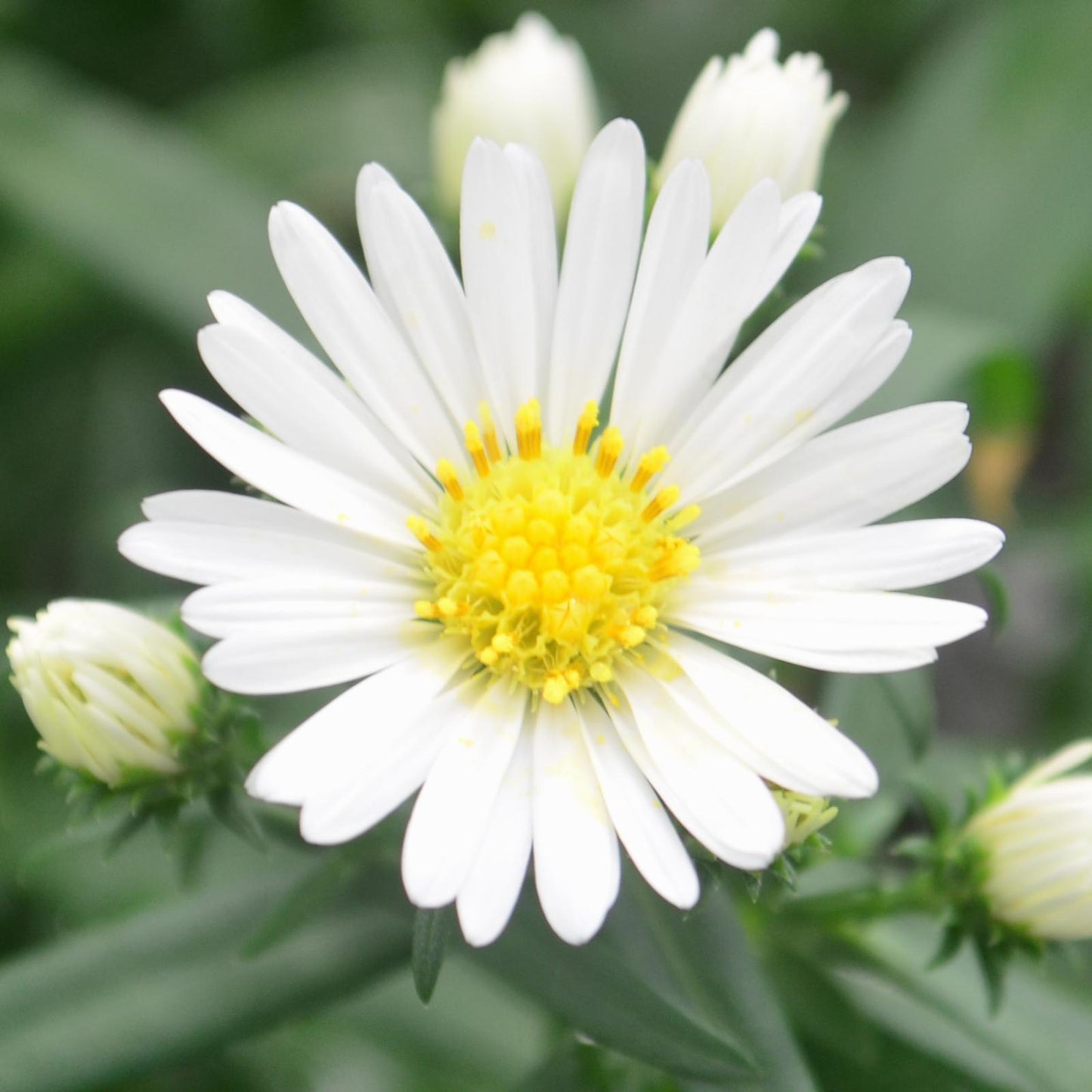 Aster Novi Belgii 'puff' - View 5 from www redcrocus com