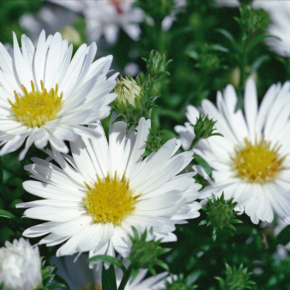 Aster Novi Belgii 'puff' - View 6 from www redcrocus com