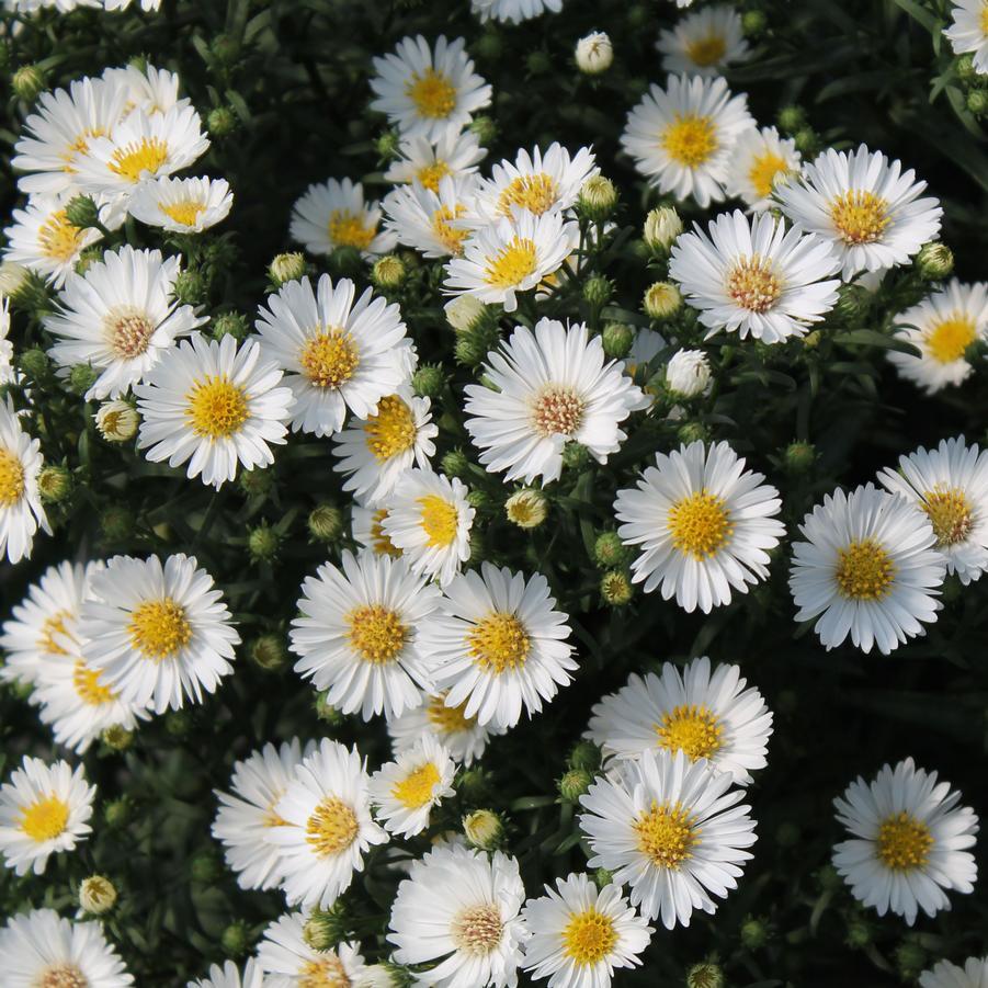Aster Novi Belgii 'puff' - View 8 from www redcrocus com
