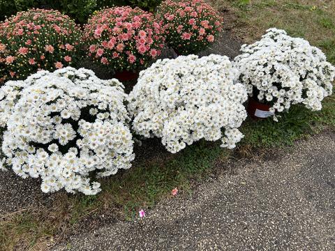 Aster Novi Belgii 'puff' - View 9 from www redcrocus com