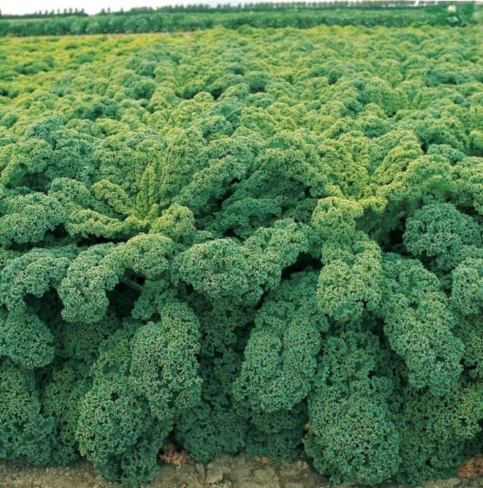 Kale 'winterbor' - View 10 from www redcrocus com