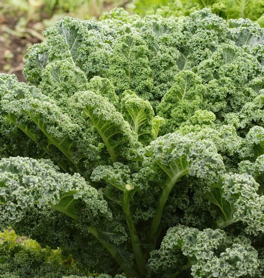 Kale 'winterbor' - View 11 from www redcrocus com