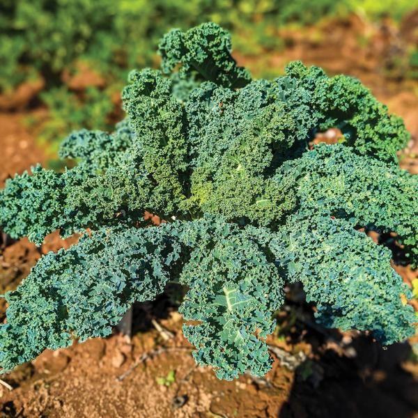 Kale 'winterbor' - View 12 from www redcrocus com