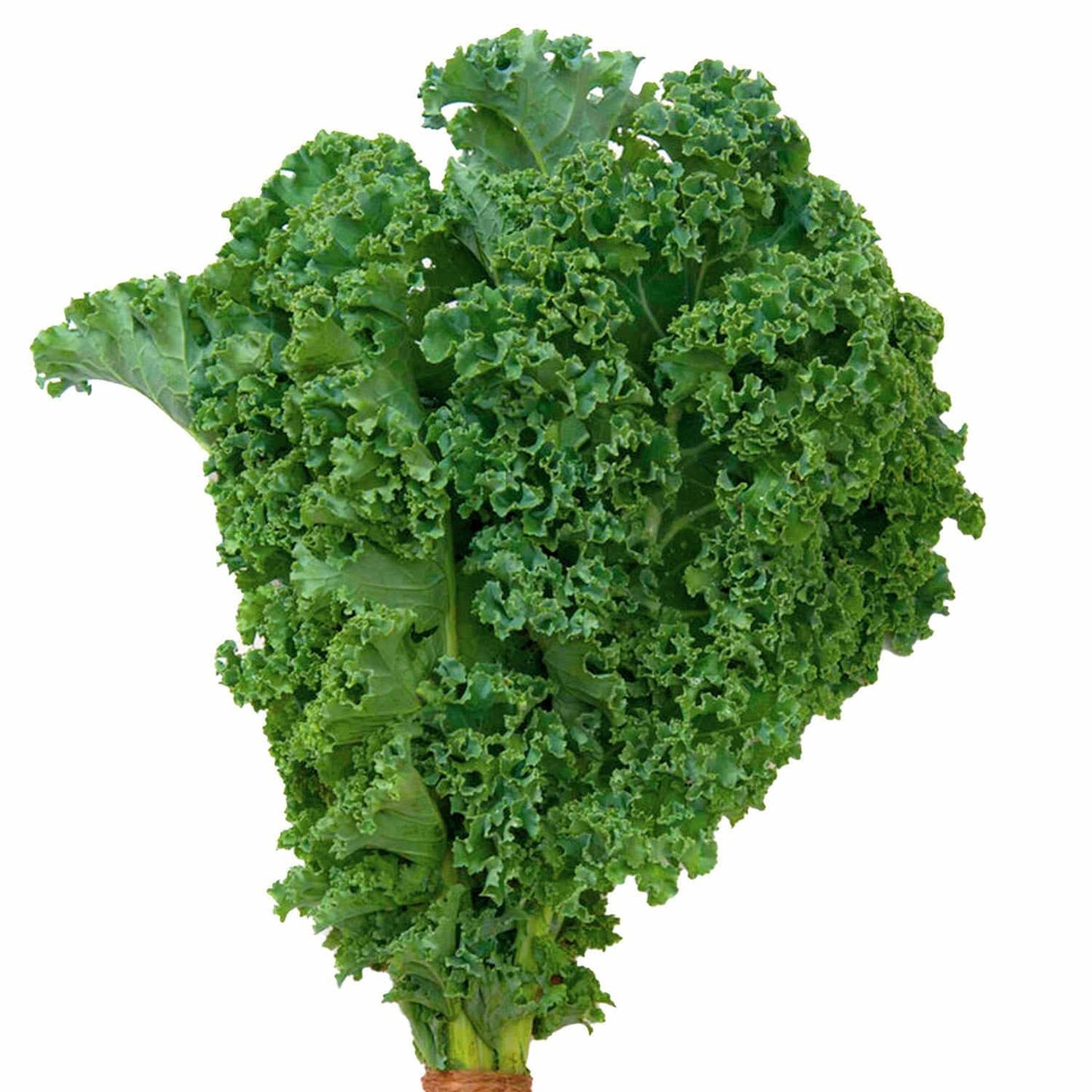 Kale 'winterbor' - View 14 from www redcrocus com