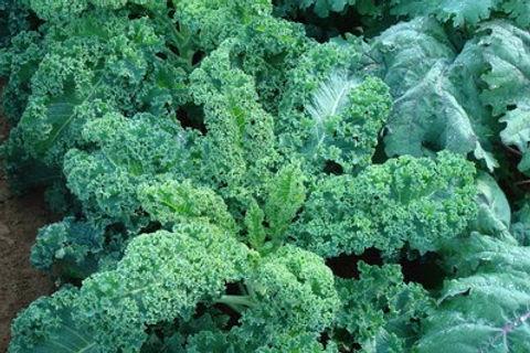 Kale 'winterbor' - View 15 from www redcrocus com