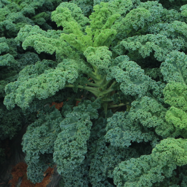 Kale 'winterbor' - View 16 from www redcrocus com