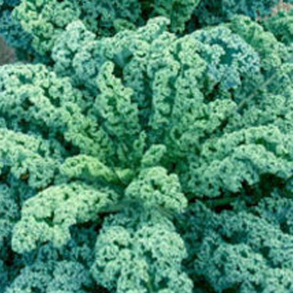 Kale 'winterbor' - View 17 from www redcrocus com