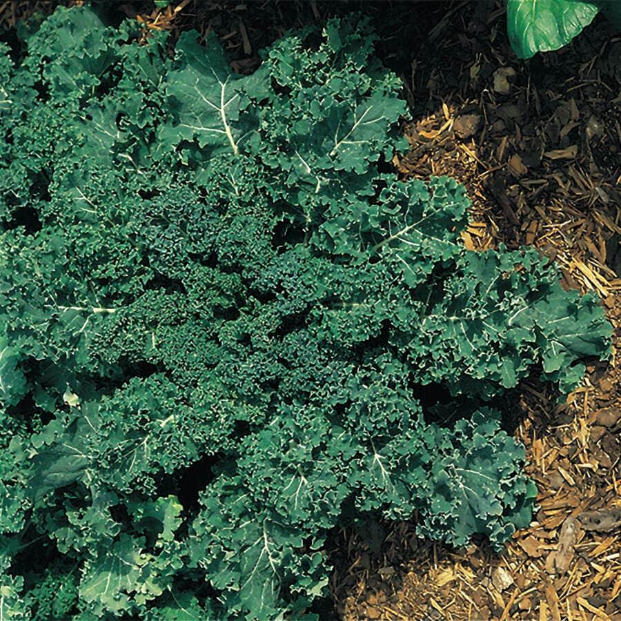 Kale 'winterbor' - View 18 from www redcrocus com