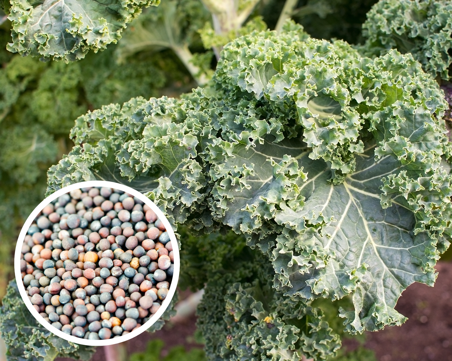 Kale 'winterbor' - View 19 from www redcrocus com