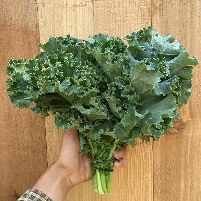 Kale 'winterbor' - View 20 from www redcrocus com