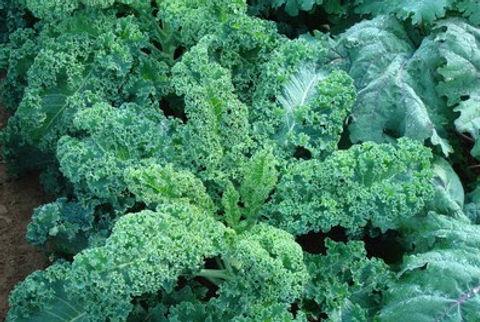 Kale 'winterbor' - View 22 from www redcrocus com