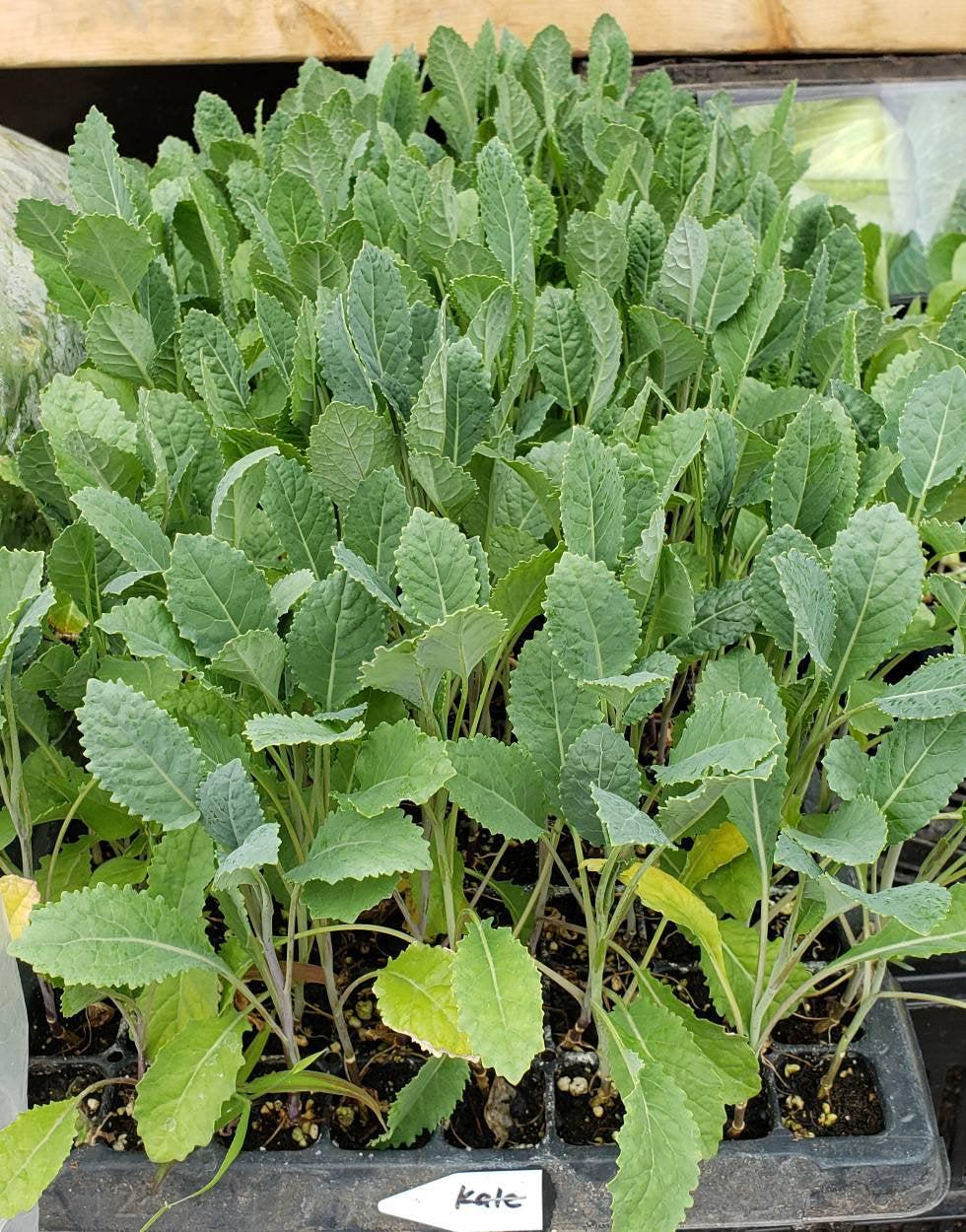 Kale 'winterbor' - View 26 from www redcrocus com