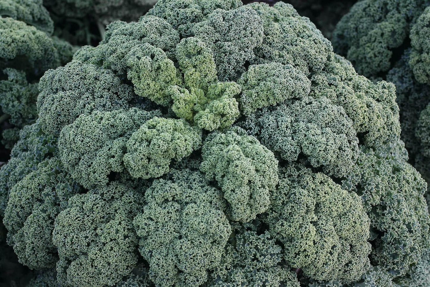 Kale 'winterbor' - View 2 from www redcrocus com