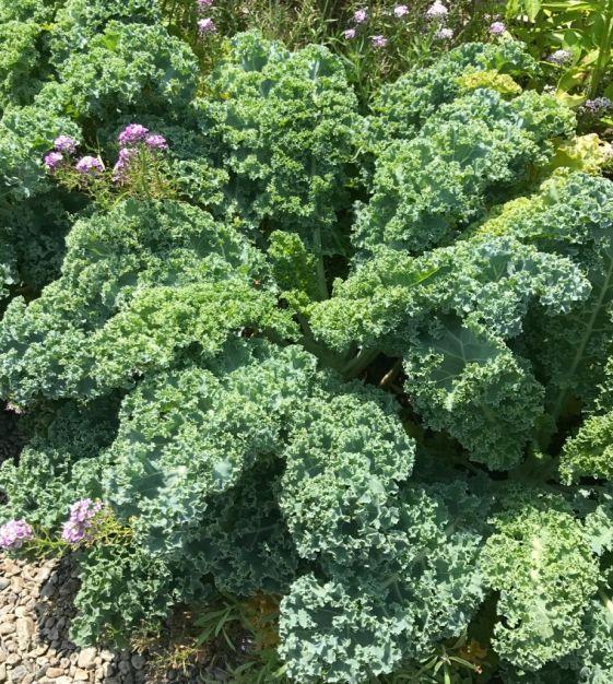 Kale 'winterbor' - View 30 from www redcrocus com