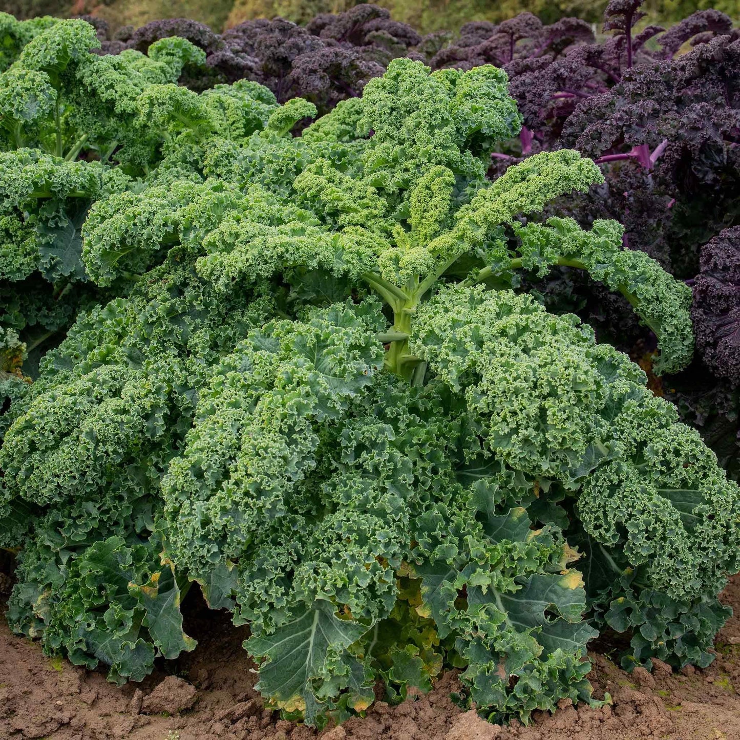 Kale 'winterbor' - View 32 from www redcrocus com