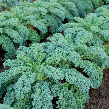 Kale 'winterbor' - View 3 from www redcrocus com