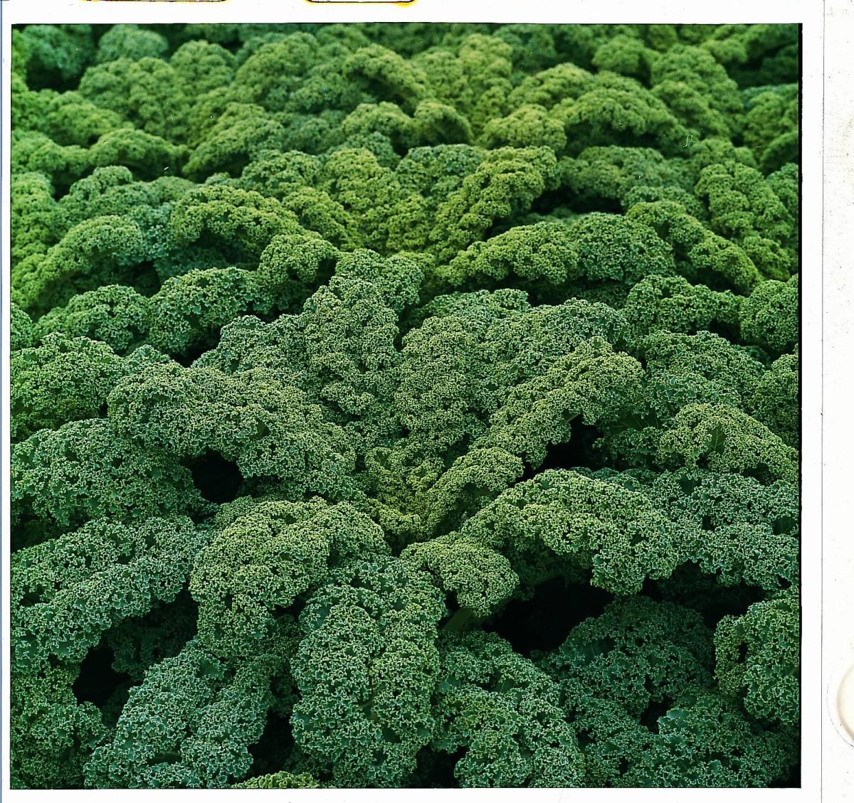 Kale 'winterbor' - View 6 from www redcrocus com