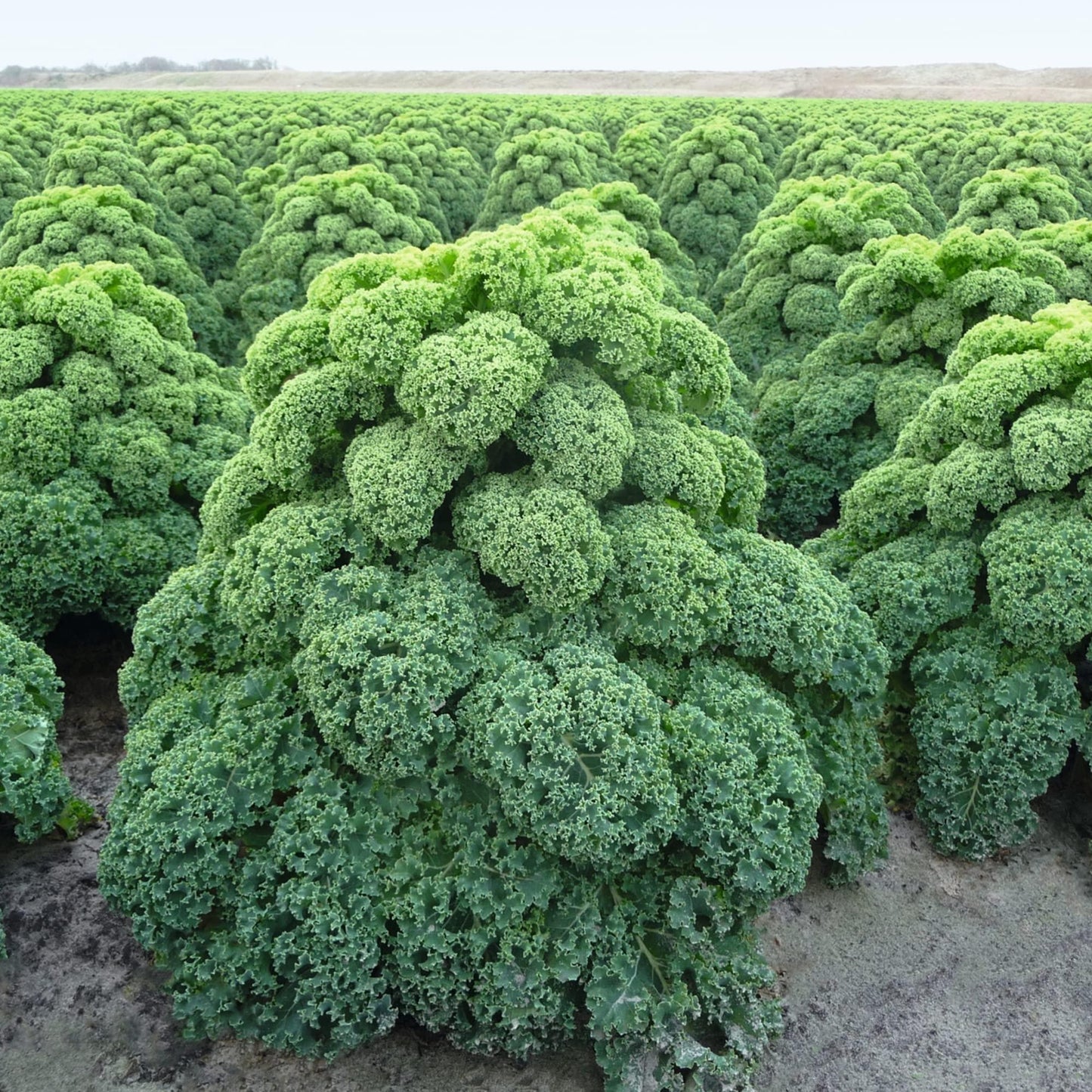 Kale 'winterbor' - View 7 from www redcrocus com