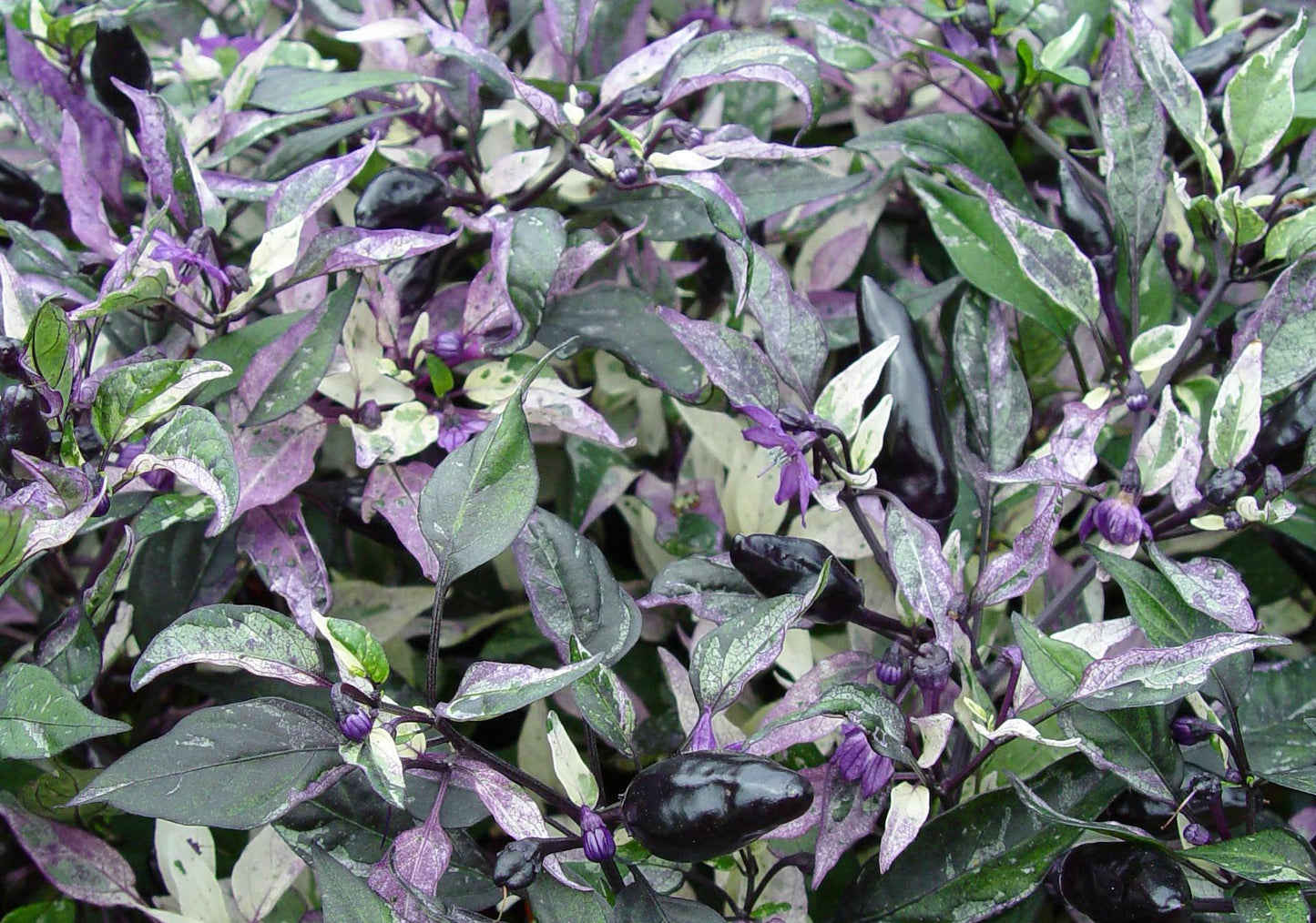 Pepper, Ornamental 'calico' - View 10 from www redcrocus com