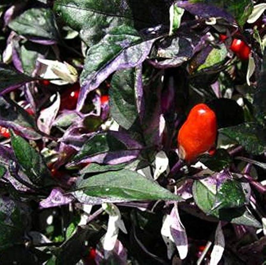 Pepper, Ornamental 'calico' - View 12 from www redcrocus com