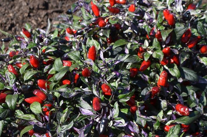 Pepper, Ornamental 'calico' - View 13 from www redcrocus com