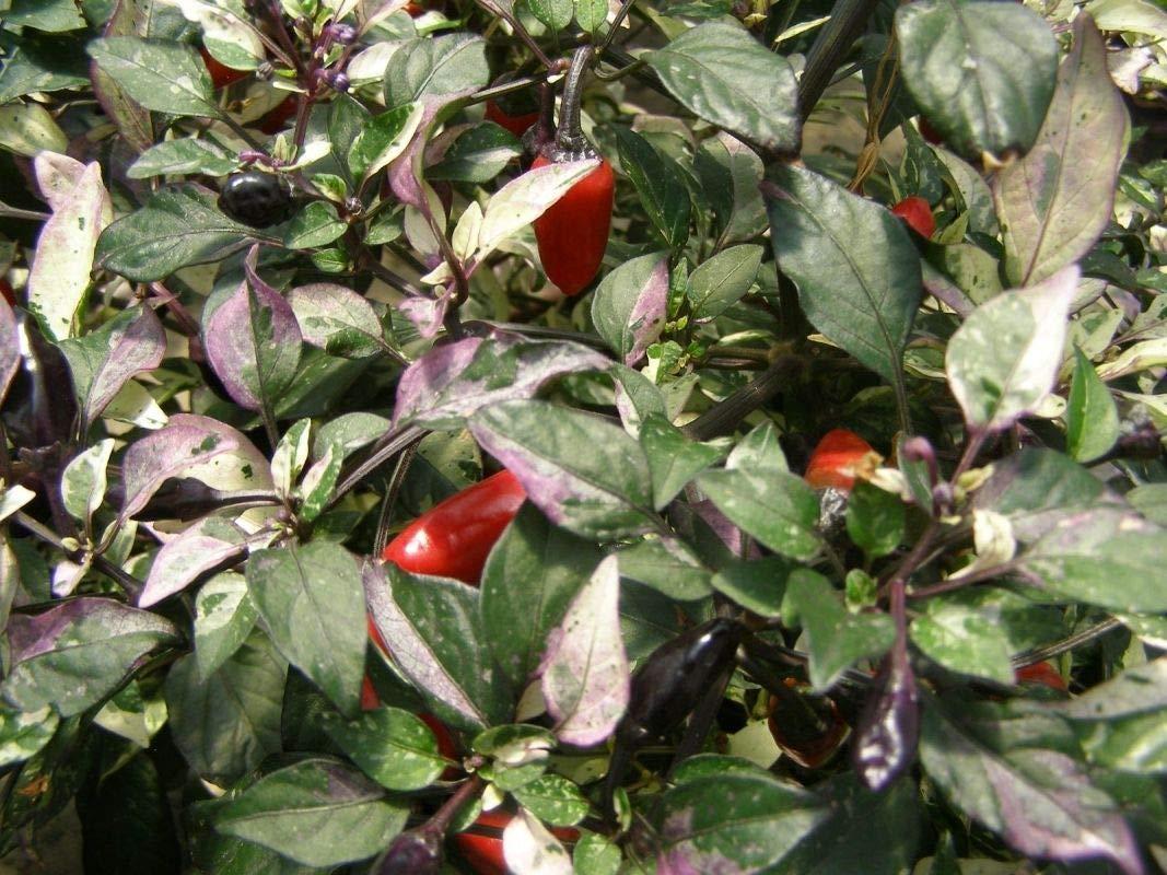 Pepper, Ornamental 'calico' - View 14 from www redcrocus com